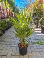 Chamaerops humilis, dwergpalmen palmboom palmbomen, Ophalen, Overige soorten, Volle zon