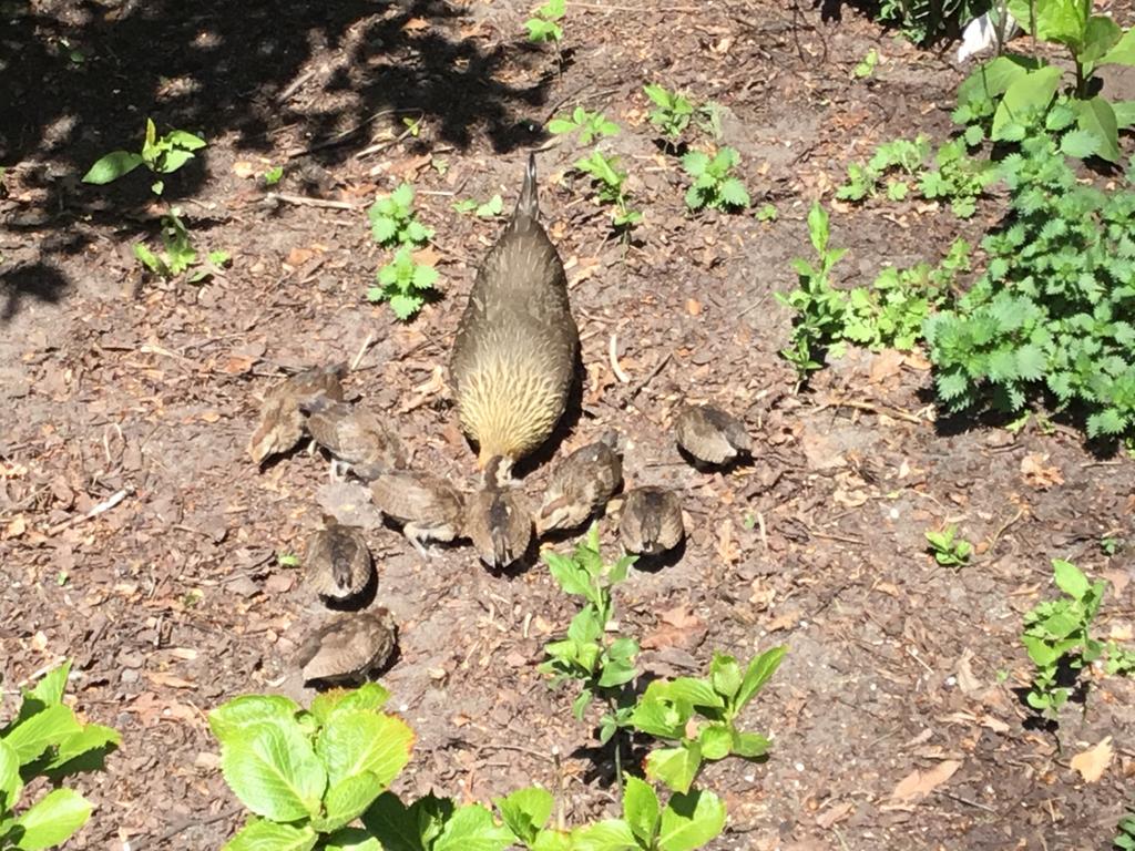 Kloek met 9 kuikens , Hollandse kriel wildkleurig/patrijs, Geslacht onbekend, Kip