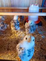 Zalmkleurige wyandotte krielkuikens, Dieren en Toebehoren, Pluimvee, Kip