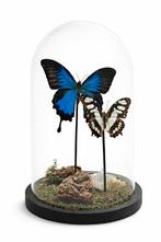 Exclusieve Glazen Stolp met Blauwe Morpho Vlinder –, Ophalen, Zo goed als nieuw, Insect, Opgezet dier