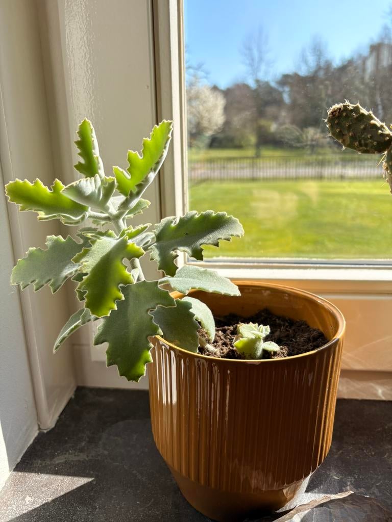 Kalanchoë beharensis stekjes te koop, Huis en Inrichting, Kamerplanten, Ophalen of Verzenden, Halfschaduw, Minder dan 100 cm