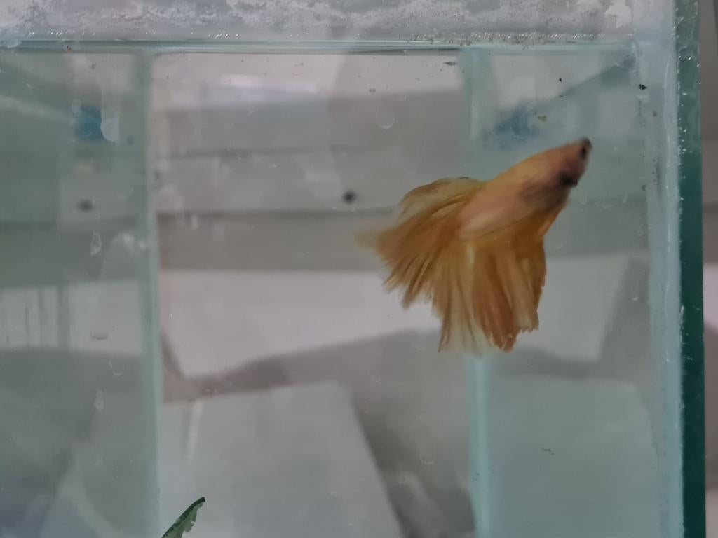 Betta splendens super delta kempvis man, Dieren en Toebehoren, Vis, Zoetwatervis
