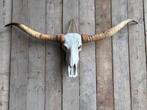 Mooie Longhorn schedel!, Ophalen, Nieuw, Overige soorten, Schedel