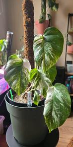 Monstera albo variegata, Huis en Inrichting, Ophalen, Halfschaduw, Minder dan 100 cm