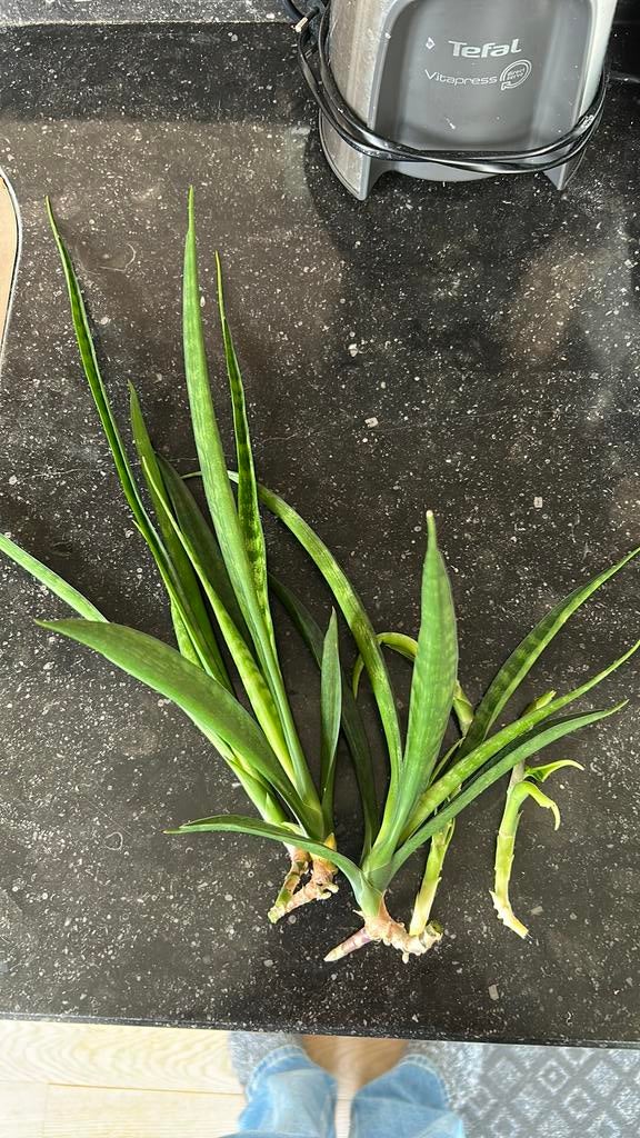 Sansevieria stekjes, Huis en Inrichting, Kamerplanten, Groene kamerplant, Ophalen of Verzenden, Halfschaduw, Minder dan 100 cm
