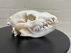 Schedel Bruine Hyena - Uniek en Gedetailleerd, Ophalen, Gebruikt, Wild dier, Schedel