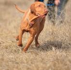 Vizsla korthaar REUTJE en TEEFJE te koop met fci stamboom, Dieren en Toebehoren, België, Particulier, Overige rassen, 8 tot 15 weken