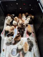 Gesekste hen kuikens! Orpington, brahma, wyandotte zijdehoen, 33 - 40 uur, Overige niveaus, Overige vormen