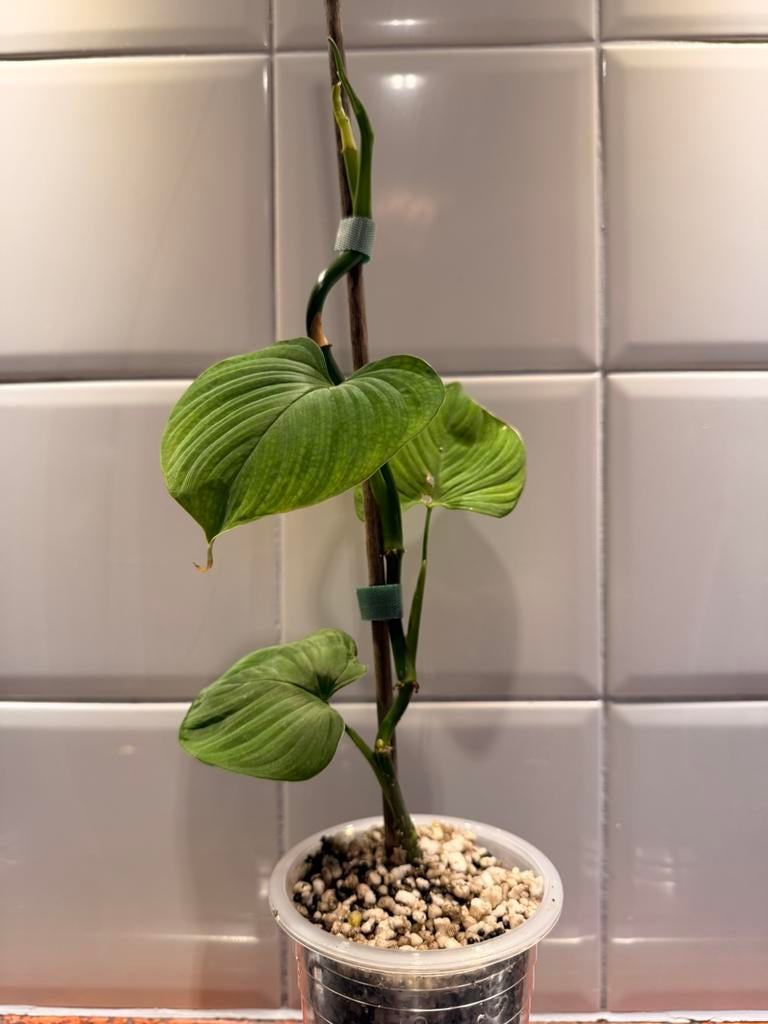 Philodendron peru (fibraecataphyllum) (2), Ophalen of Verzenden, Halfschaduw, Minder dan 100 cm