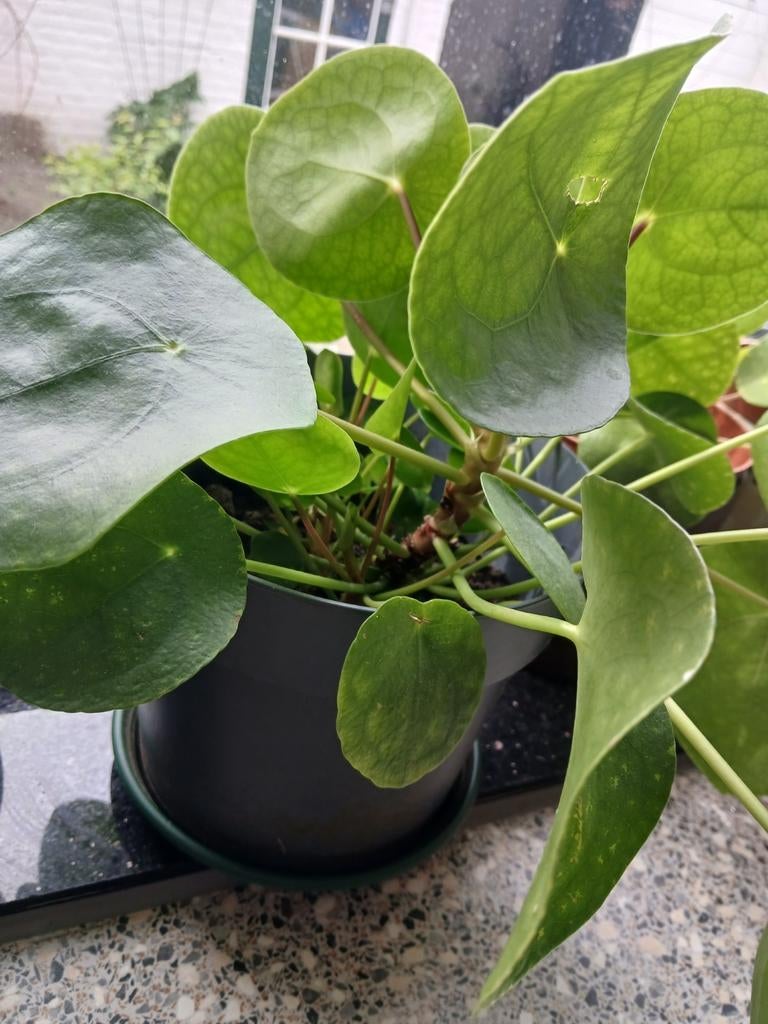 Mooie pannenkoekplant met stekjes, Ophalen