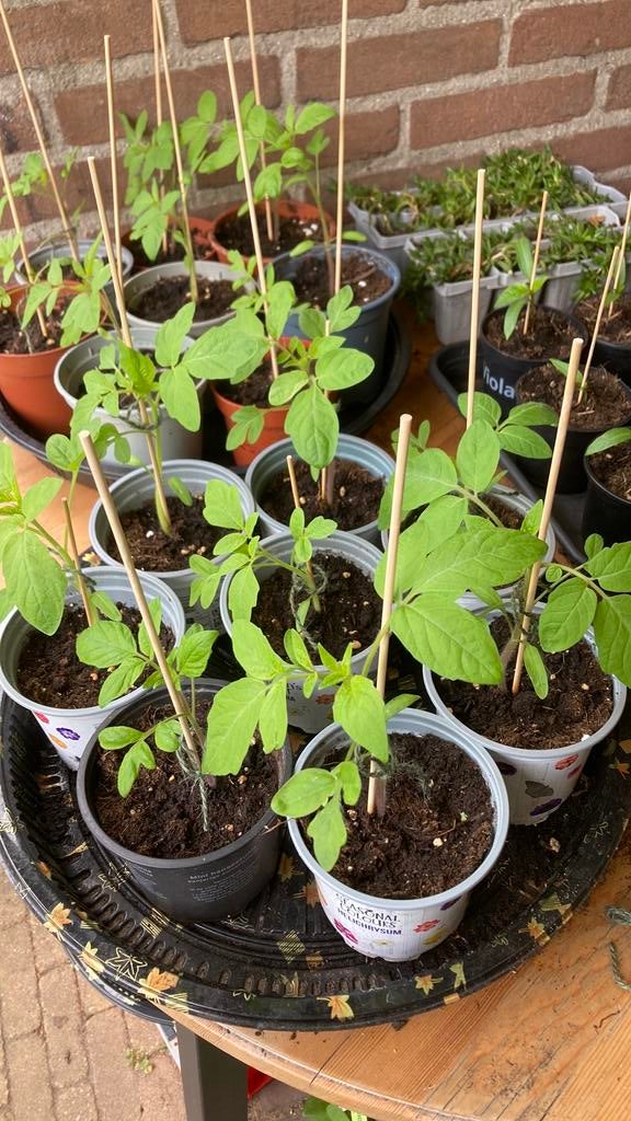 Tomatenplantjes cherry mix, Tuin en Terras, Planten | Tuinplanten, Ophalen, Volle zon, Groenteplanten, Eenjarig