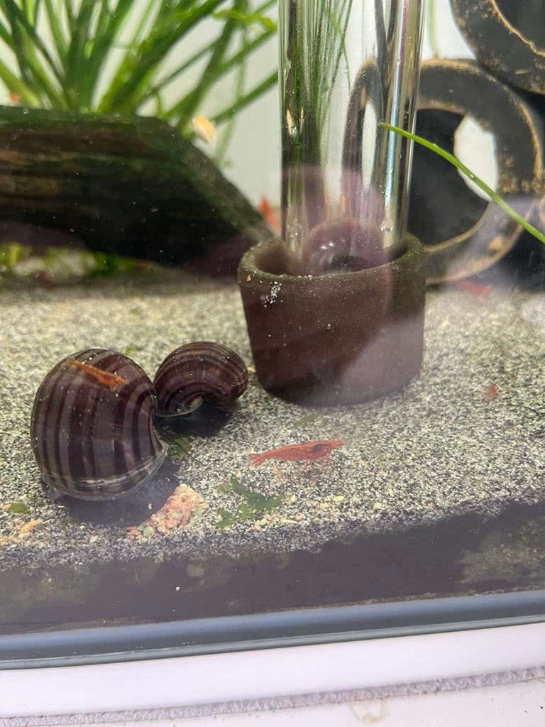 Appel slakken 8 stuks, Slak of Weekdier, Zoetwatervis