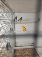 Mooie roodruggen, Dieren en Toebehoren, Meerdere dieren, Parkiet