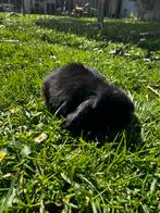 Super tam zwart rammetje (dwerg hangoor konijn), Dieren en Toebehoren, Meerdere dieren, Dwerg