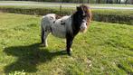 Makke zwart/ bruin bonte hengst! Bont fokken!!, Dieren en Toebehoren, Merrie, M, Gechipt, A pony (tot 1.17m)