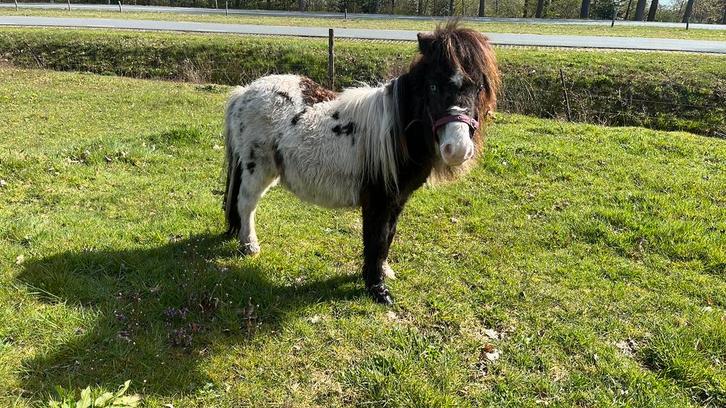 Makke zwart/ bruin bonte hengst! Bont fokken!!, Dieren en Toebehoren, Pony's, Merrie, M, A pony (tot 1.17m), Recreatiepony, 3 tot 6 jaar