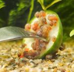 Posthoornslakken, Dieren en Toebehoren, Slak of Weekdier, Zoetwatervis