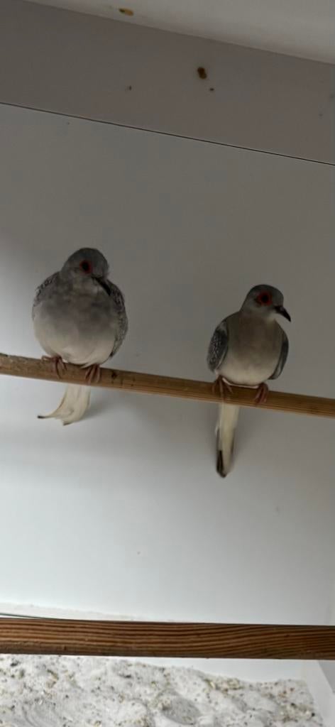 Diamant duifjes, Dieren en Toebehoren, Vogels | Duiven, Meerdere dieren, Overige soorten