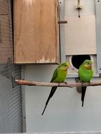 Barraband parkieten, Dieren en Toebehoren, Meerdere dieren, Parkiet, Geringd
