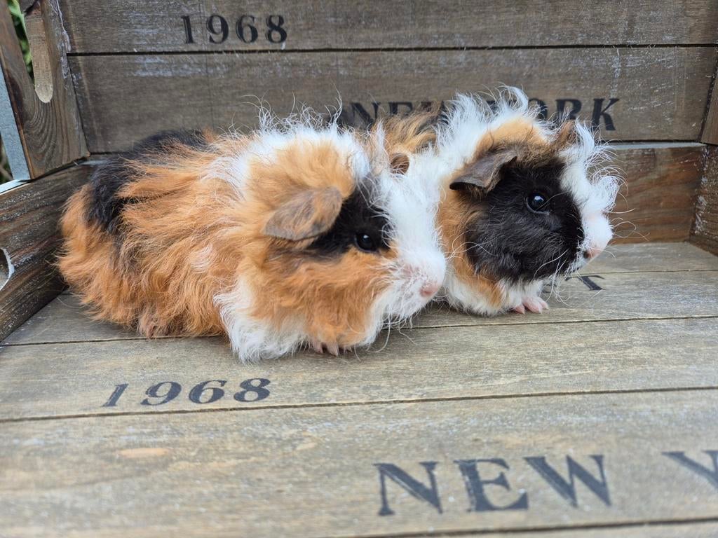 Leuke cavia broertjes CH-Teddy/Lunkarya, Maart, Mannelijk, Cavia