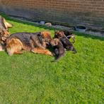 Duitse herderpups Duitse herderpups, Parvo, 8 tot 15 weken, Meerdere, Meerdere dieren
