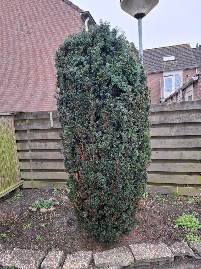 Taxus gratis, Ophalen, Bloeit niet, Halfschaduw, Overige soorten
