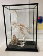 Skelet haan in vitrine, Ophalen, Zo goed als nieuw, Beeldje of Figuurtje