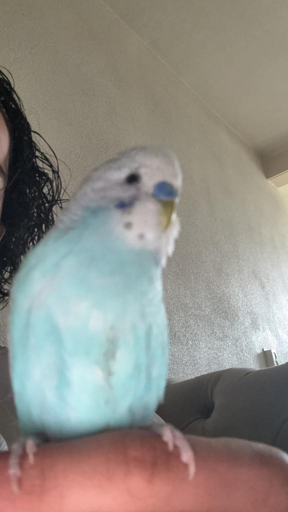 Vogel kwijt in venray, Mannelijk, Parkiet, Tam