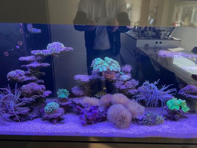 Inhoud zoutwater aquarium o.a. Dokters vissen enz, Vis, Zoutwatervis