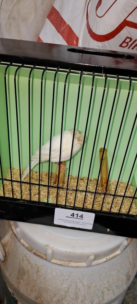 Gloster, Mannelijk, Postuurkanarie