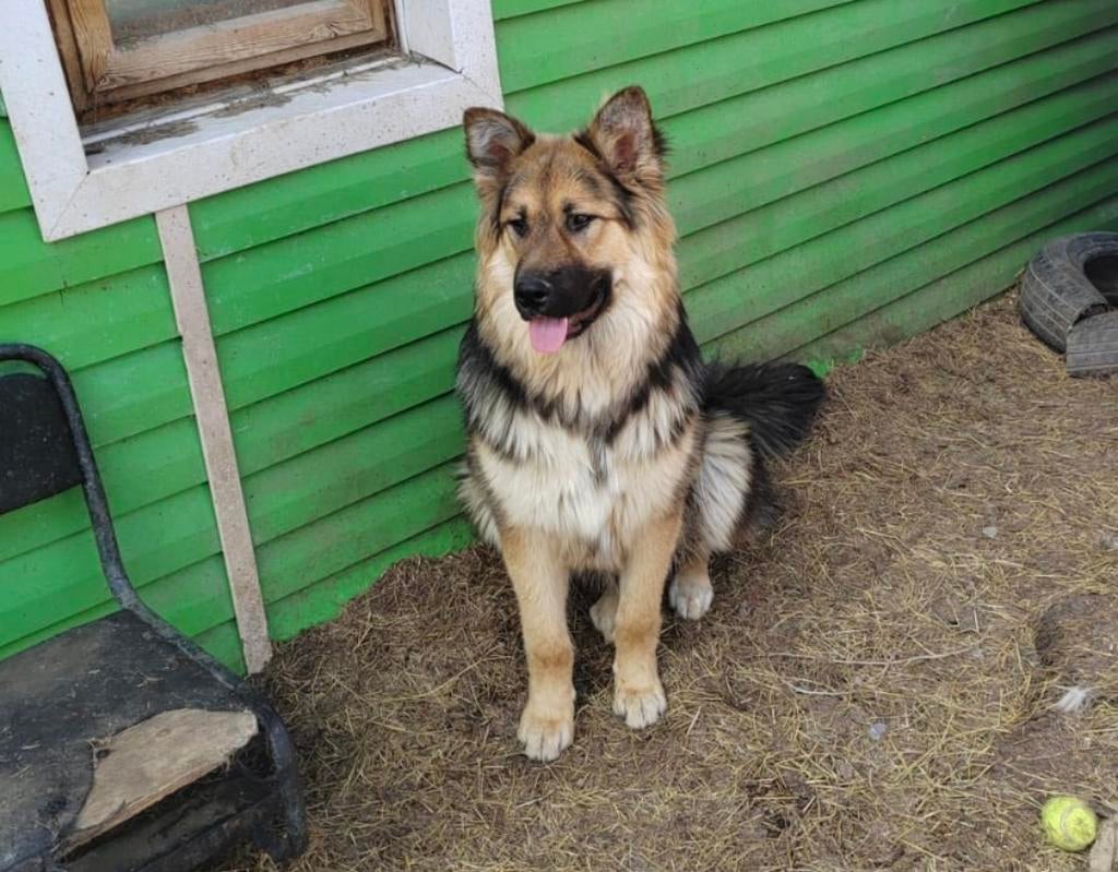 Reu asielhond adoptiehond 1 jaar herder, Particulier, 15 weken tot 1 jaar, Buitenland, Parvo