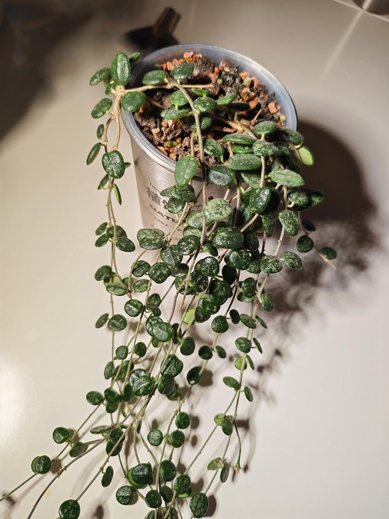 Hoya Serpens Splash, Huis en Inrichting, Kamerplanten, Ophalen of Verzenden, Halfschaduw, Minder dan 100 cm