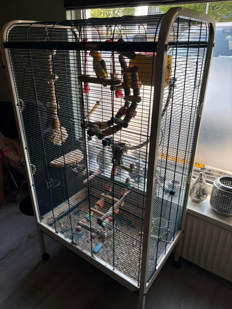 Roestkop caique, Dieren en Toebehoren, Vogels | Parkieten en Papegaaien, Meerdere dieren, Papegaai