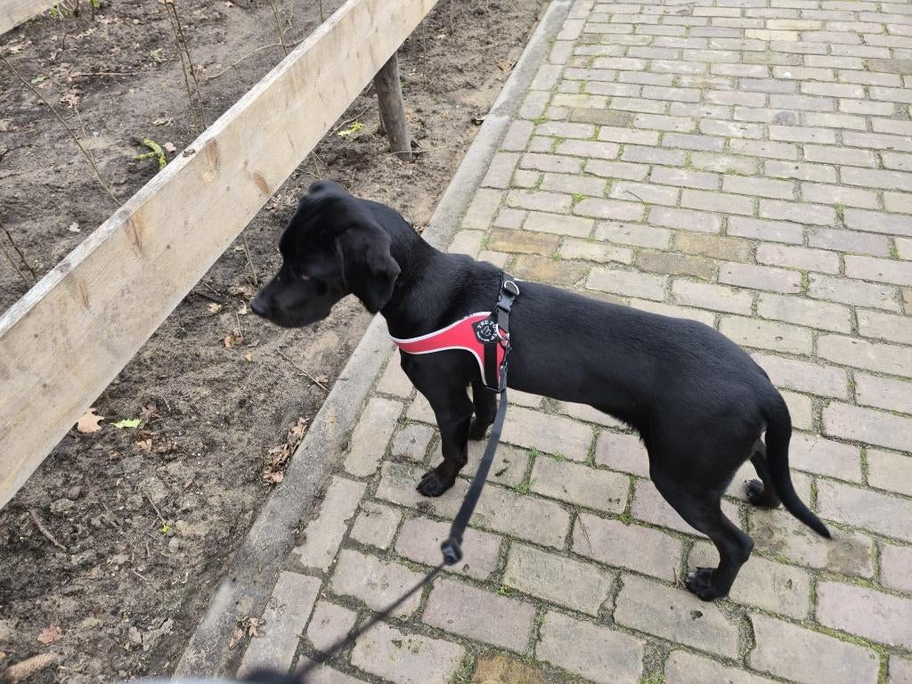 Dobermann hondjes, 15 weken tot 1 jaar, Reu, Parvo, Meerdere