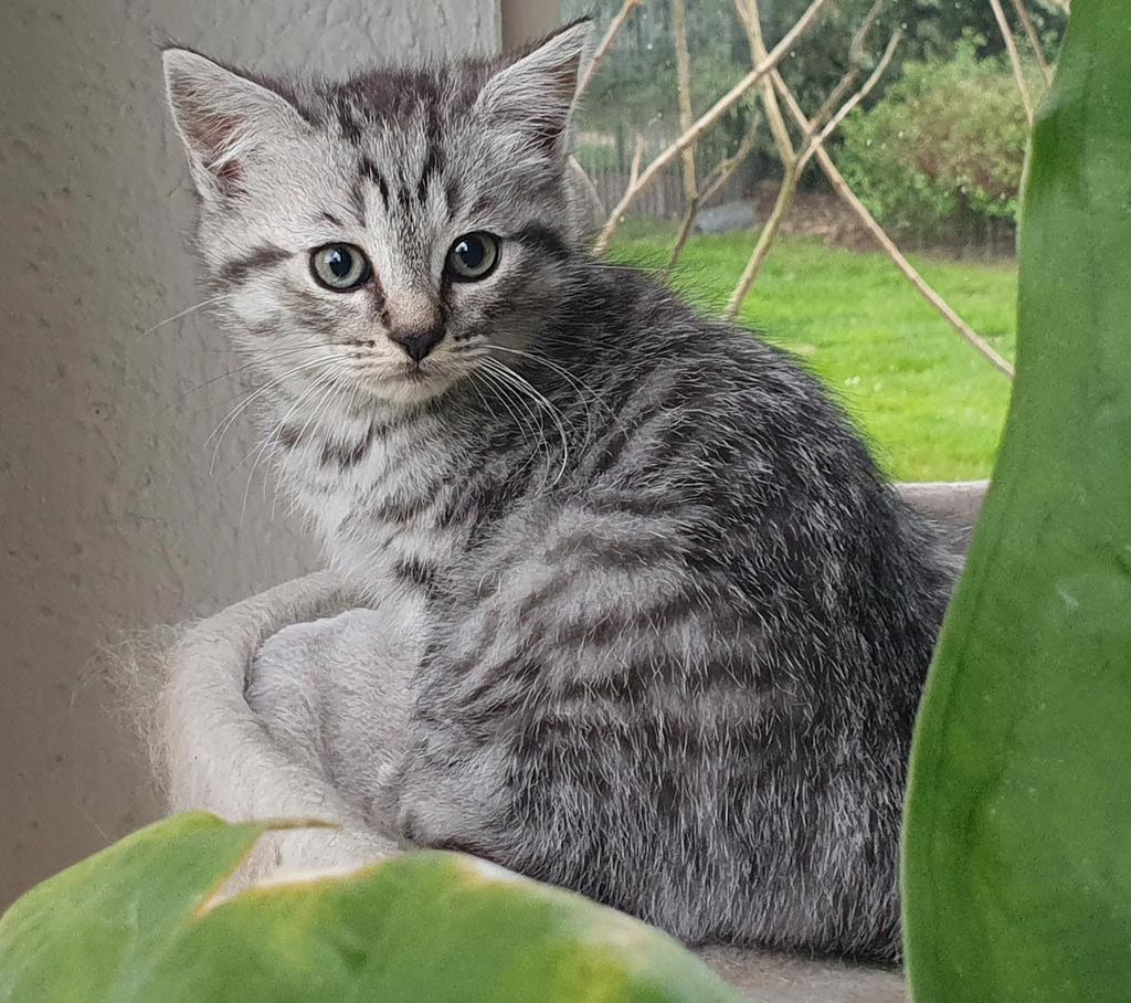 Brits korthaar x Maine Coon kittens-lief en gezond, 0 tot 2 jaar