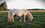 Goedgekeurde schimmel Shetlander hengst, Dieren en Toebehoren, Pony's, Met stamboom, Hengst, A pony (tot 1.17m), Onbeleerd