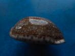 Schelpen: Cypraea eglantina Duclos f++ 49,5mm, Ophalen of Verzenden, Schelp(en)