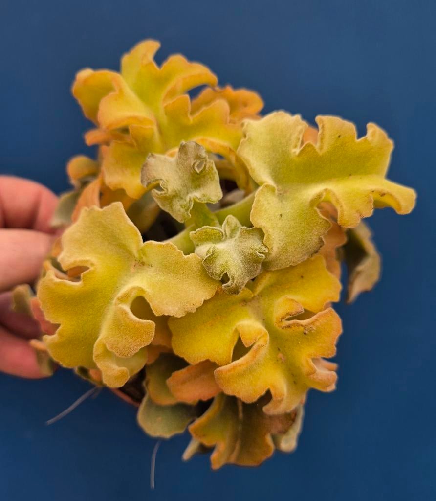 Kalanchoe Maltese Cross p12