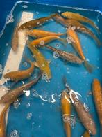 Zeer mooie chagoi karashigoi ochiba saragoi, Karper of Koi