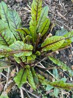 zuring stekjes, Ophalen, Vaste plant, Halfschaduw, Kruiden