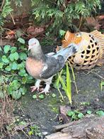Mooie takla duiven te koop, Meerdere dieren, Postduif