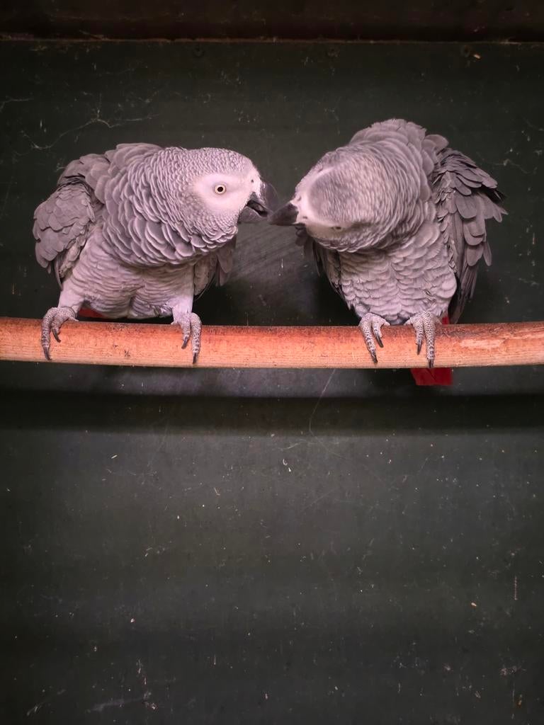 Kweek koppel grijze roodstaart 2007, Meerdere dieren, Papegaai
