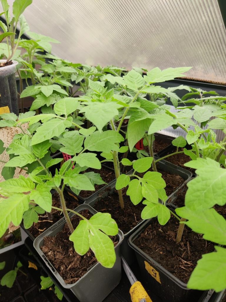 Vl. Tomaat marinade zaterdag 25 april laatste verkoopdag !, Ophalen, Eenjarig, Groenteplanten, Volle zon