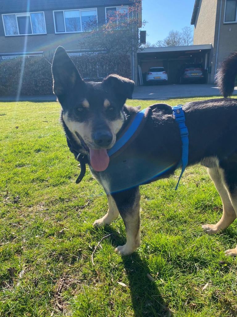 Forest zoekt een nieuw huisje!, Dieren en Toebehoren, Honden | Niet-rashonden, Particulier, Reu, Eén hond, Parvo