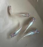 Medaka - Japanse Rijstvis - Miyuki White, Vis