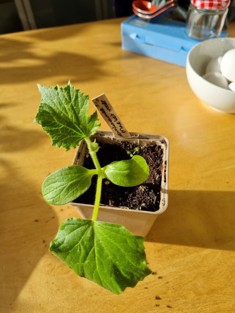 Biologische komkommerplant Market More, Tuin en Terras, Planten | Fruitbomen, Ophalen, Minder dan 100 cm, Overige soorten, Zomer