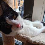 Aanhankelijke lieve Kitten ( kater ) 💙, Dieren en Toebehoren, Kater