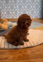 Prachtig toypoedel meisje pup, Poedel, 8 tot 15 weken, Teef, Parvo