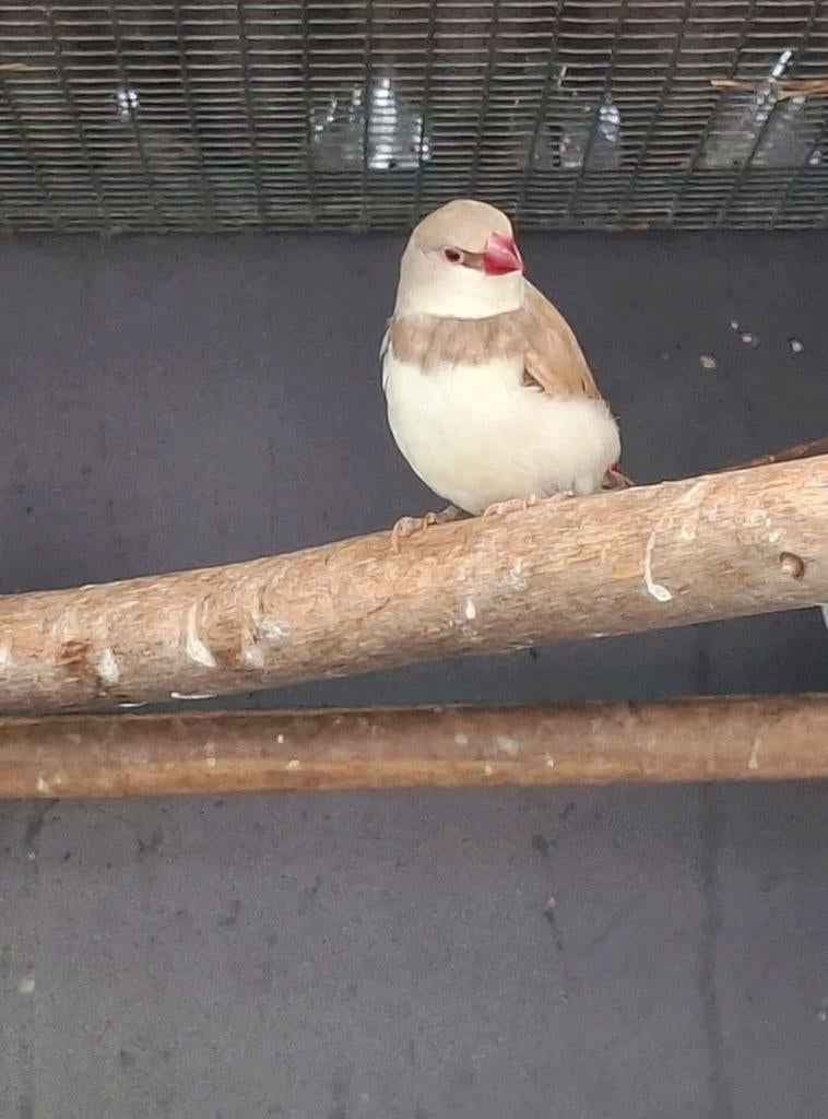 Diamantvink man, Mannelijk, Tropenvogel