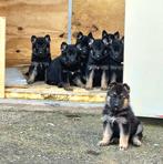 Duitse Herder pups, Dieren en Toebehoren, Honden | Herdershonden en Veedrijvers, Parvo, 8 tot 15 weken, Meerdere, Meerdere dieren